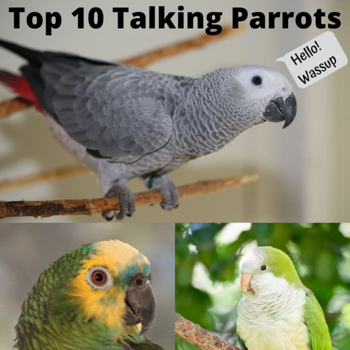 Top 10 Best Talking Parrots - PetHelpful - By fellow animal lovers and ...