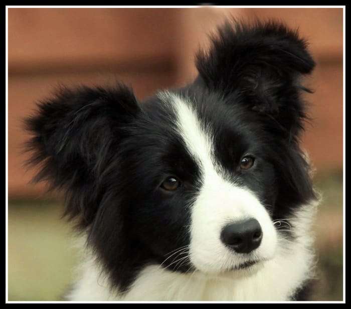 Pictures of Puppies 45 Free Cute Border Collie Puppy Images HubPages
