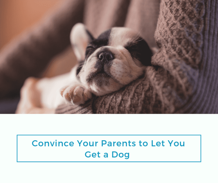 how-to-convince-your-parents-to-let-you-get-a-dog-pethelpful