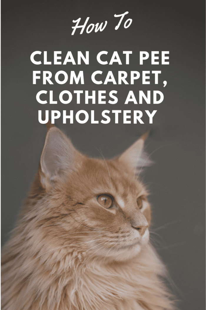 how-to-get-cat-pee-out-of-clothes-couches-towels-rugs-and-carpet