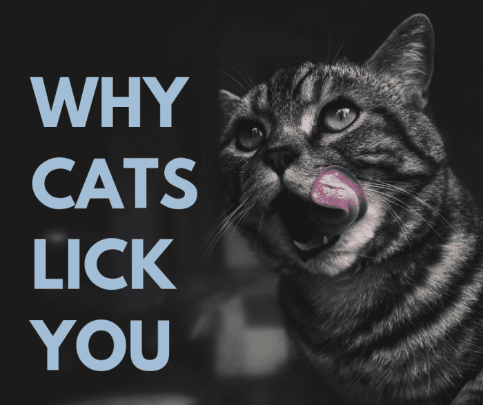 Have you ever wondered why your cat licks you all the time?