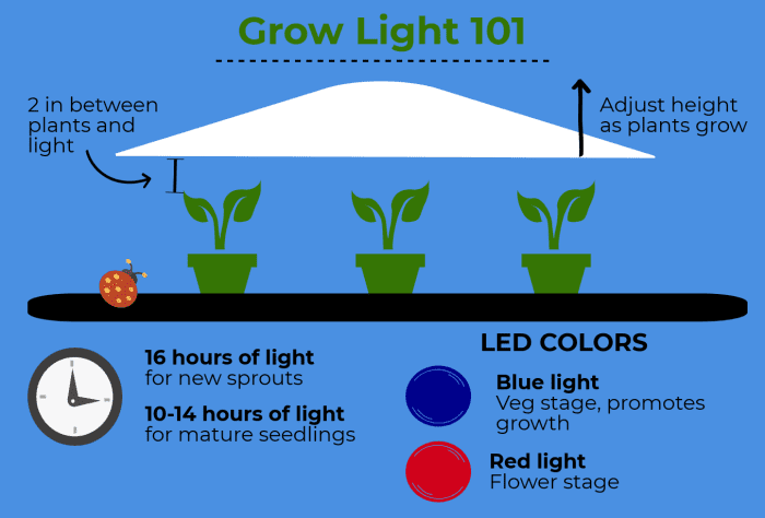 Using A Grow Light To Start Seeds Indoors Dengarden using-a-grow-light-to-start-seeds-indoors-dengarden