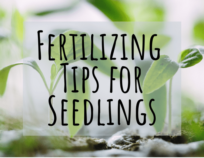 plant nutrients or fertilizer for seedlings sprouts and young