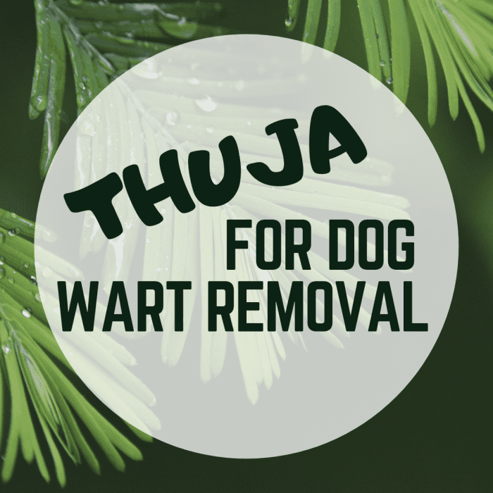 Dog Wart Removal Using Thuja - PetHelpful