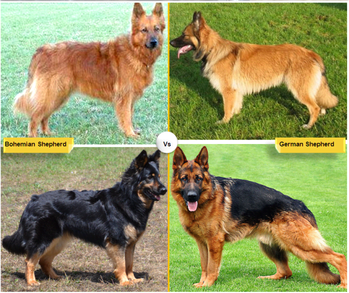 11 Dog Breeds Similar to the German Shepherd HubPages