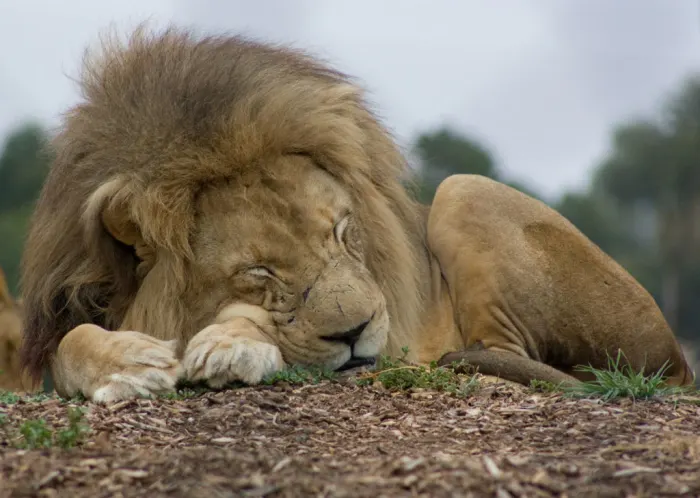 lionpictures.webp