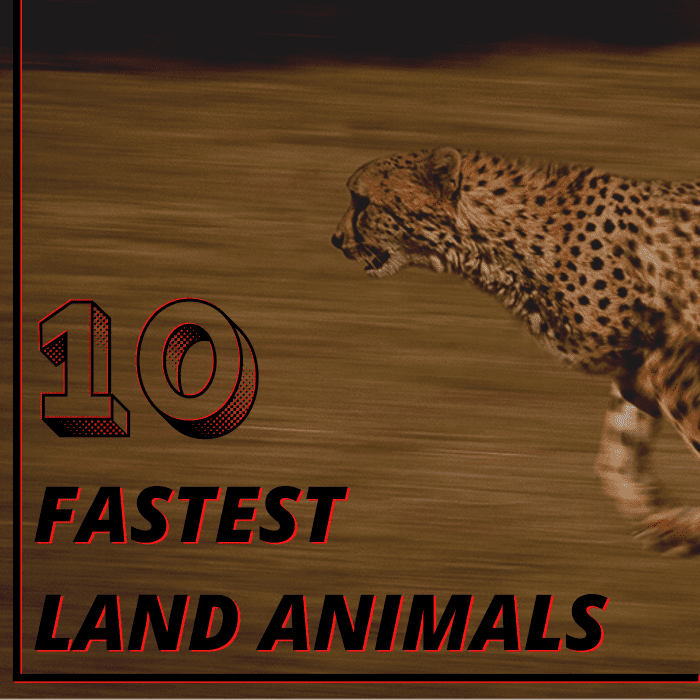 The Top 10 Fastest Land Animals In The World Owlcation