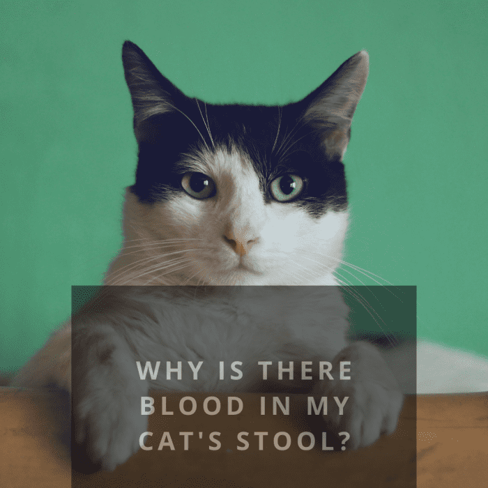 What Causes Blood in Cats' Stool? PetHelpful