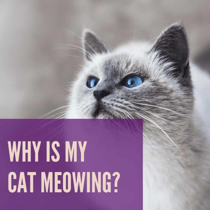 Why Does My Cat Meow So Much? - PetHelpful