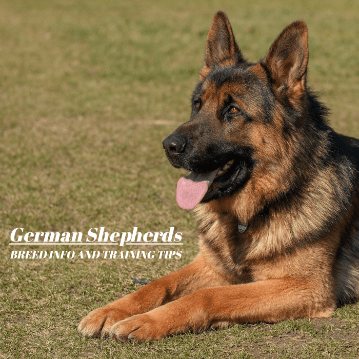 6 German Shepherd DogTraining Tips PetHelpful