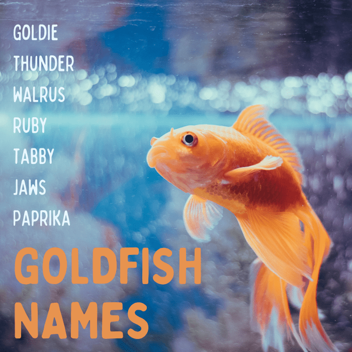 50+ Creative Goldfish Names From Blaze to Twinkie PetHelpful