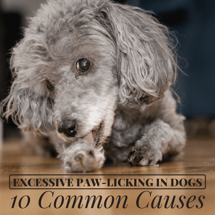 10 Reasons Why Your Dog Keeps Licking Their Paws so Much PetHelpful