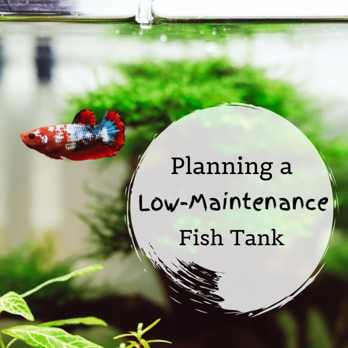 Picture of Tips for a Low-Maintenance Fish Tank - HubPages