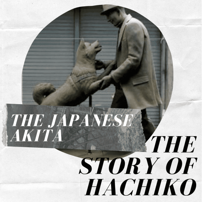 Japanese Akita Inu: The Story of Hachiko, the Loyal Dog - PetHelpful