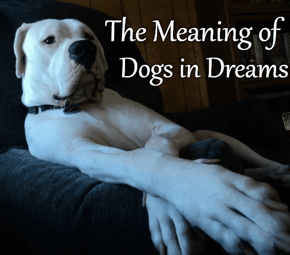 What Dreams About Dogs Mean and How to Interpret Them - Exemplore