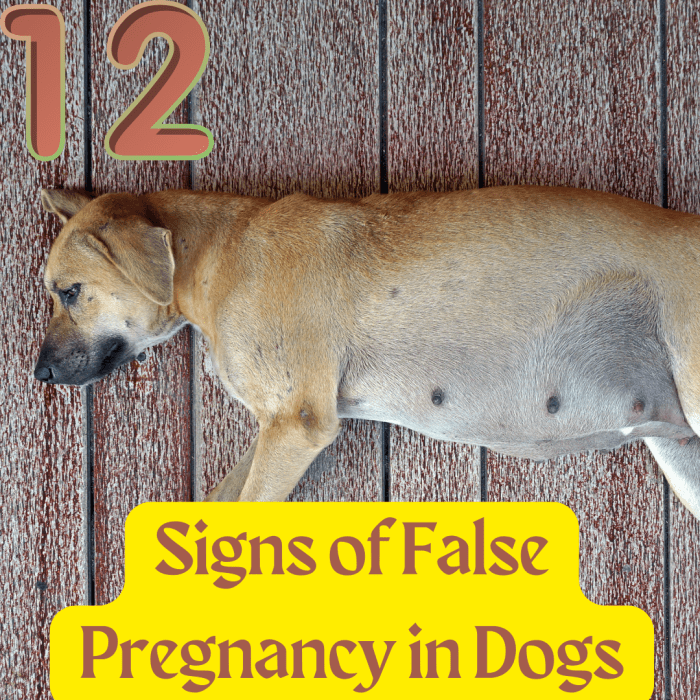 Image showcasing 12 Signs of False Pregnancy in Dogs - PetHelpful
