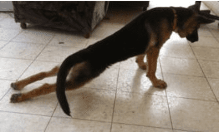 17 Causes Of Hind Leg Weakness In Dogs PetHelpful