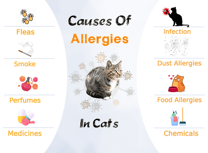 Beautiful view of Allergy Symptoms In Kittens Caused By Fleas
