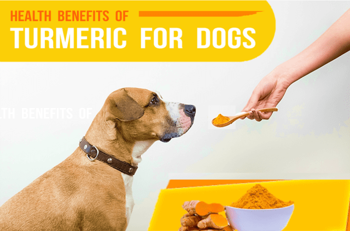 Surprising Health Benefits of Turmeric for Dogs - HubPages