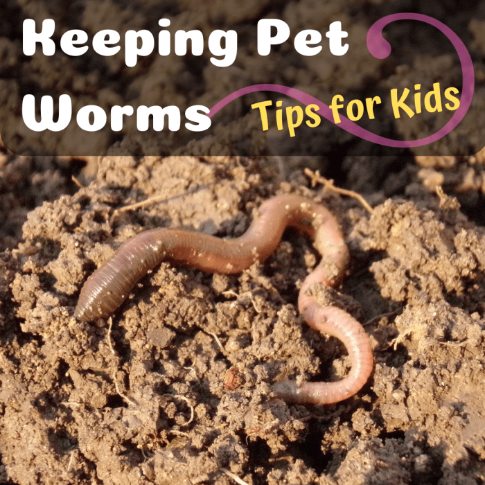 How to Care for Pet Worms Advice for Kids on Keeping Earthworms
