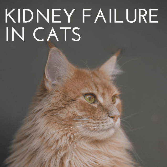 taking-care-of-a-cat-with-kidney-failure-pethelpful-by-fellow