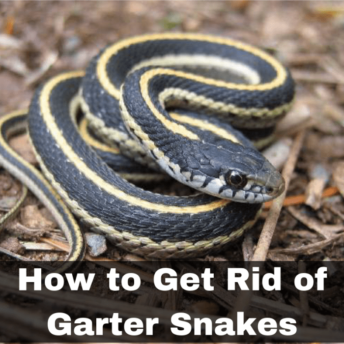 How to Get Rid of Garter Snakes Without Killing Them: 7 Tried-and-True ...