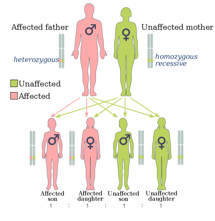 I Have A BRCA Mutation: What’s Next? - Patient's Lounge