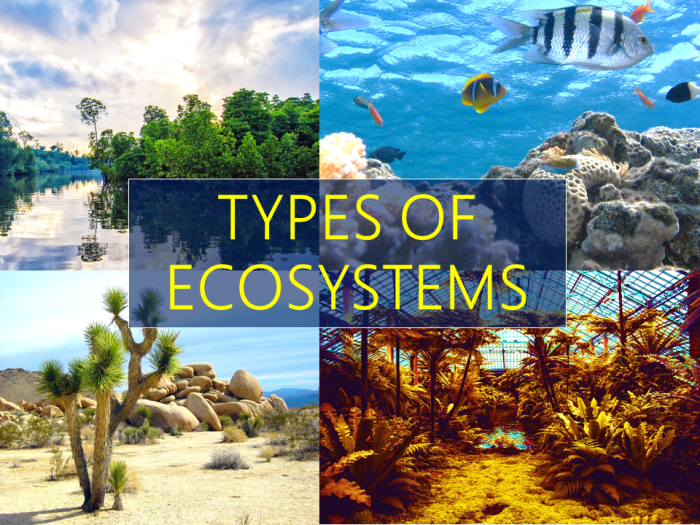 3 Different Types Of Ecosystems - Owlcation