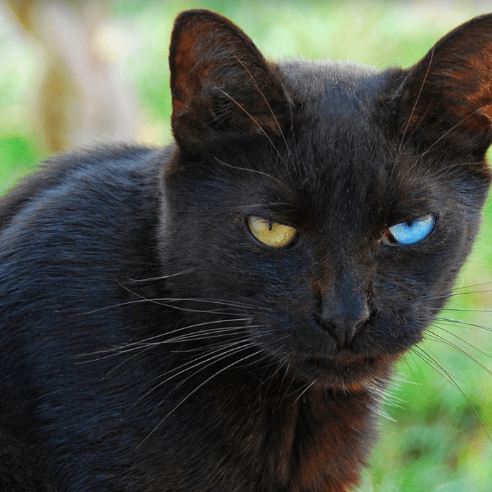 The Funniest Cats Cat Breeds Colors