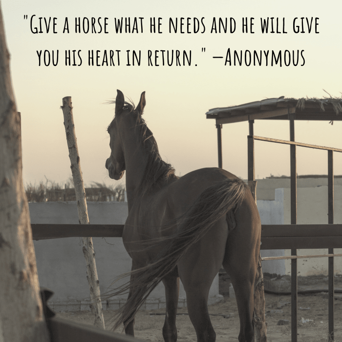 Quotes About Horses From Celebrities, Bedouin Nomads, and More