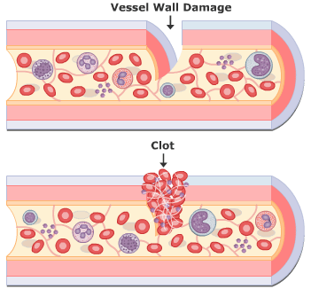 blood clotting - biology - as level