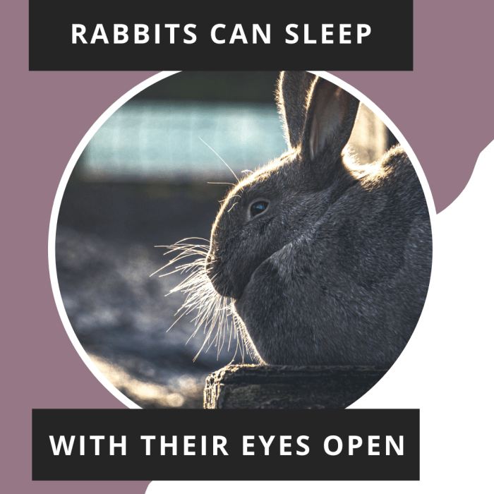 Why Rabbits Grind Their Teeth and Breathe Heavily During Sleep