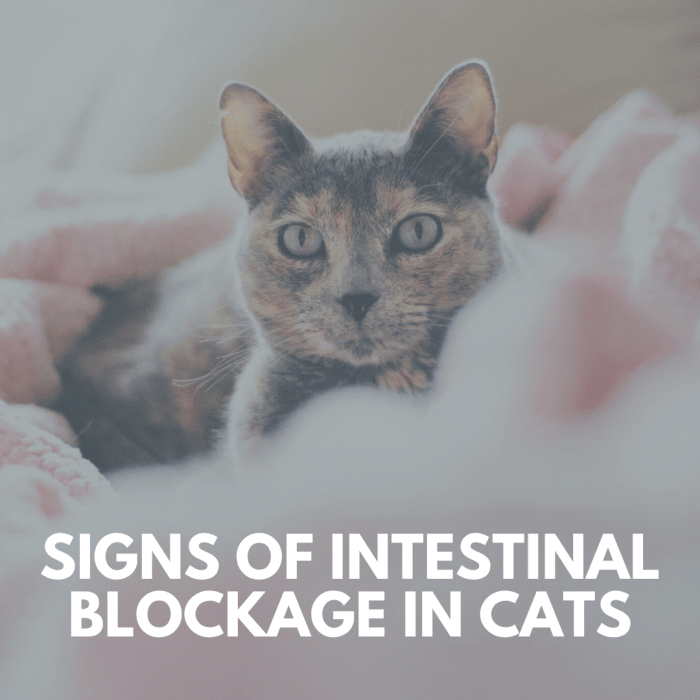 signs-of-intestinal-blockage-in-cats-pethelpful