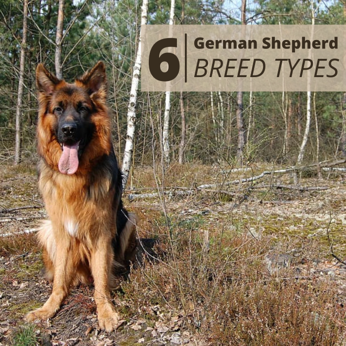 6 Types of German Shepherd Dogs PetHelpful 6 Types of German Shepherd Dogs PetHelpful