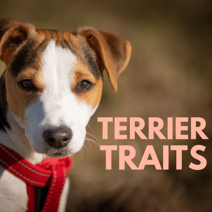 Traits of Different Types of Terriers - PetHelpful - By fellow animal ...