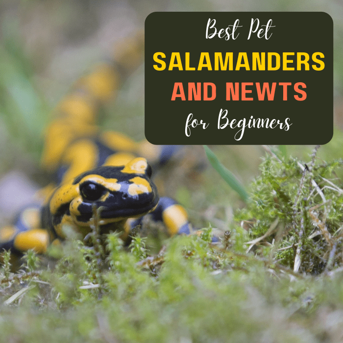 Best Beginner Pet Salamanders and Newts PetHelpful
