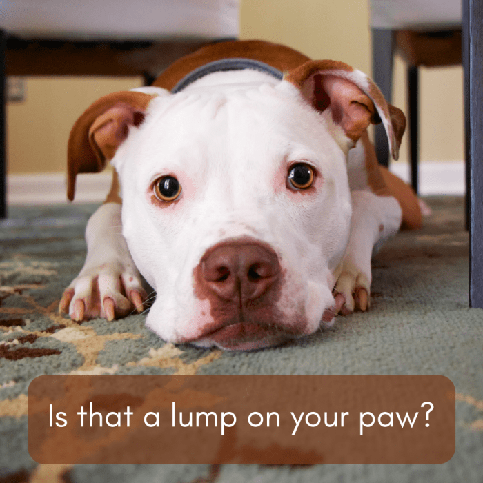 causes-of-lumps-on-dog-paw-pads-plus-treatment-information-pethelpful