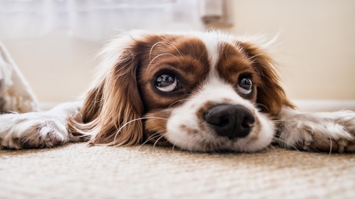 Why Do Dogs Dig At Carpets Why Do Dogs Dig At Carpets