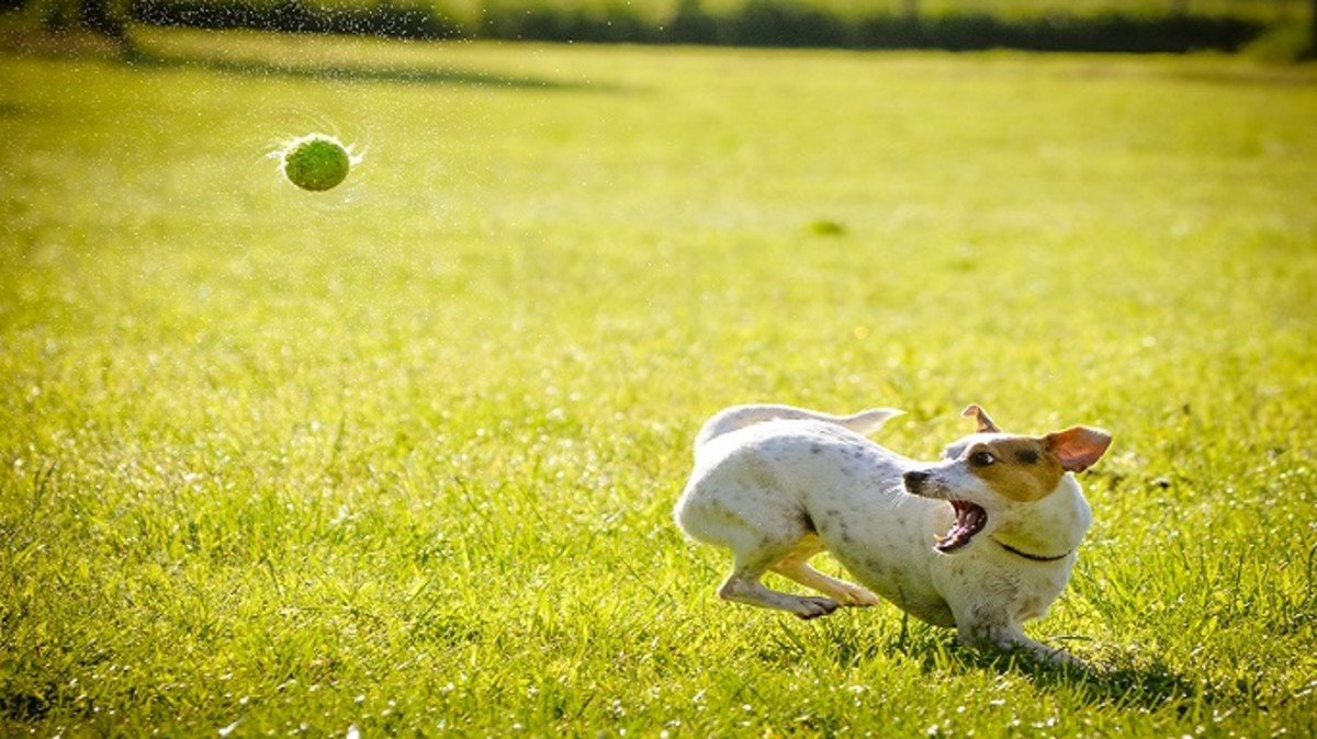 Why Do Dogs Like Tennis Balls so Much? - Why Do Dogs