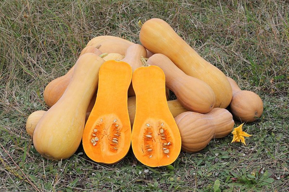 Butternut squash has been grown and stored for winter use for centuries and is full of many vitamins and minerals. 