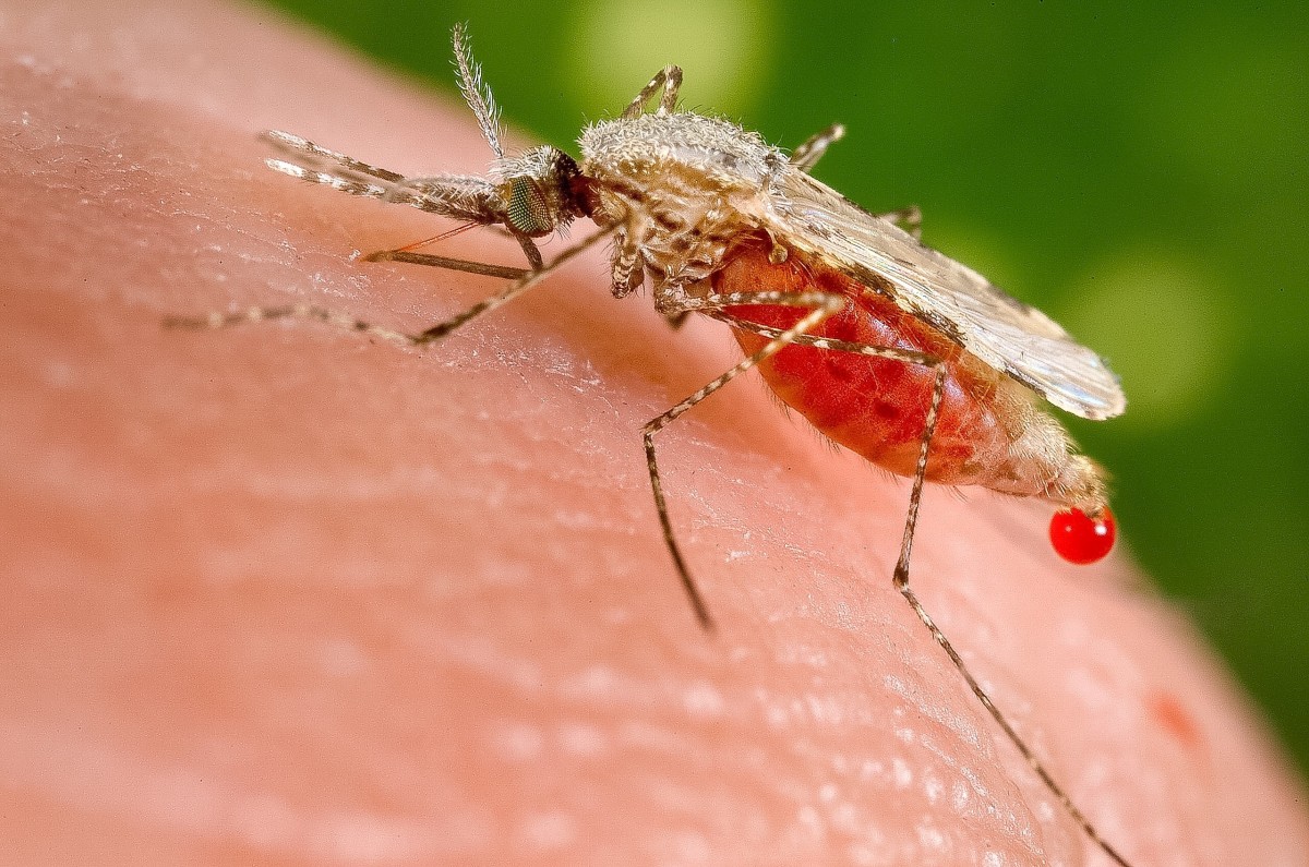 Anopheles stephensi feeding on human blood; this species transmits malaria