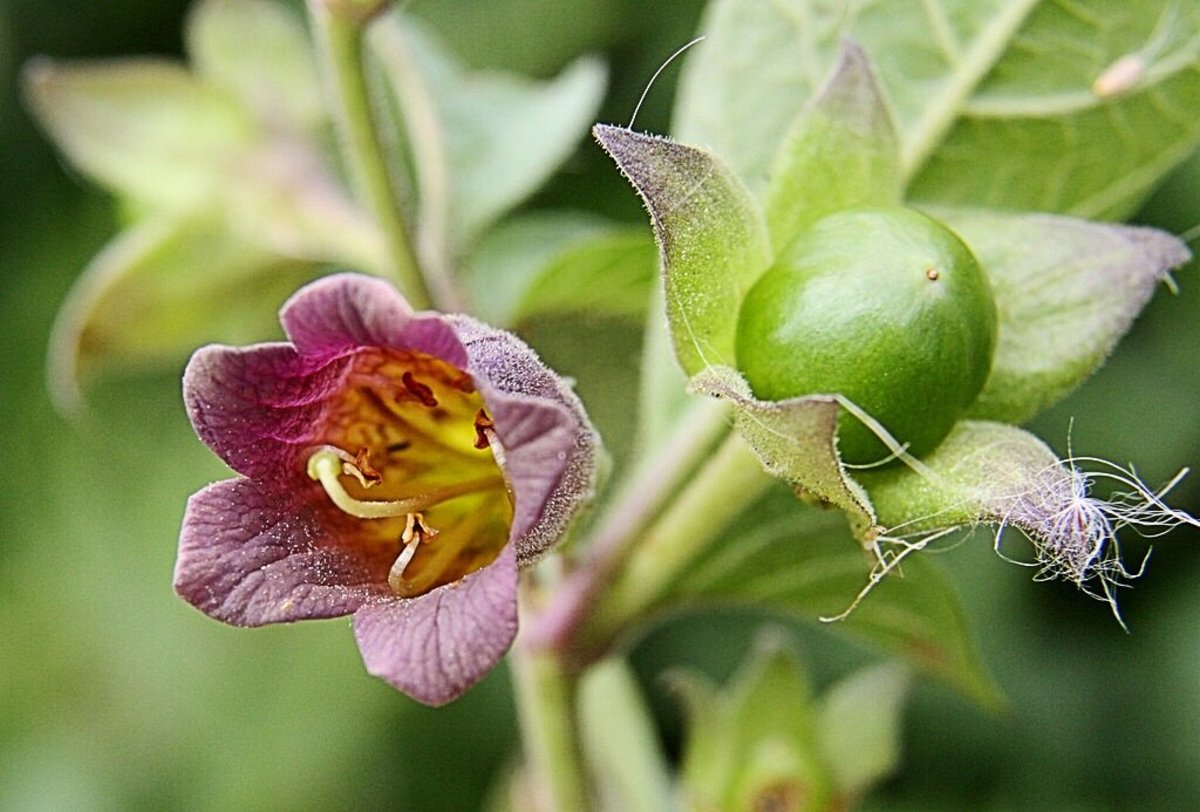 A deadly nightshade flower and an unripe berry