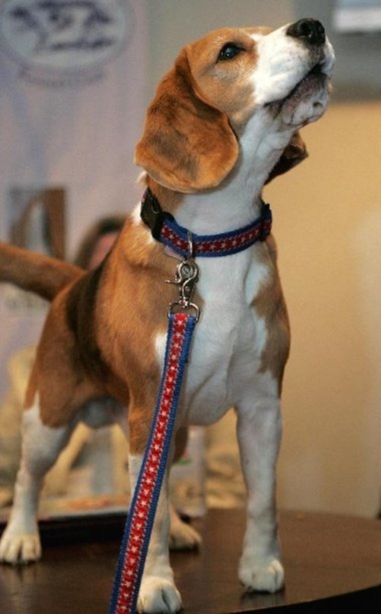 A teacup beagle will make a great family companion. 