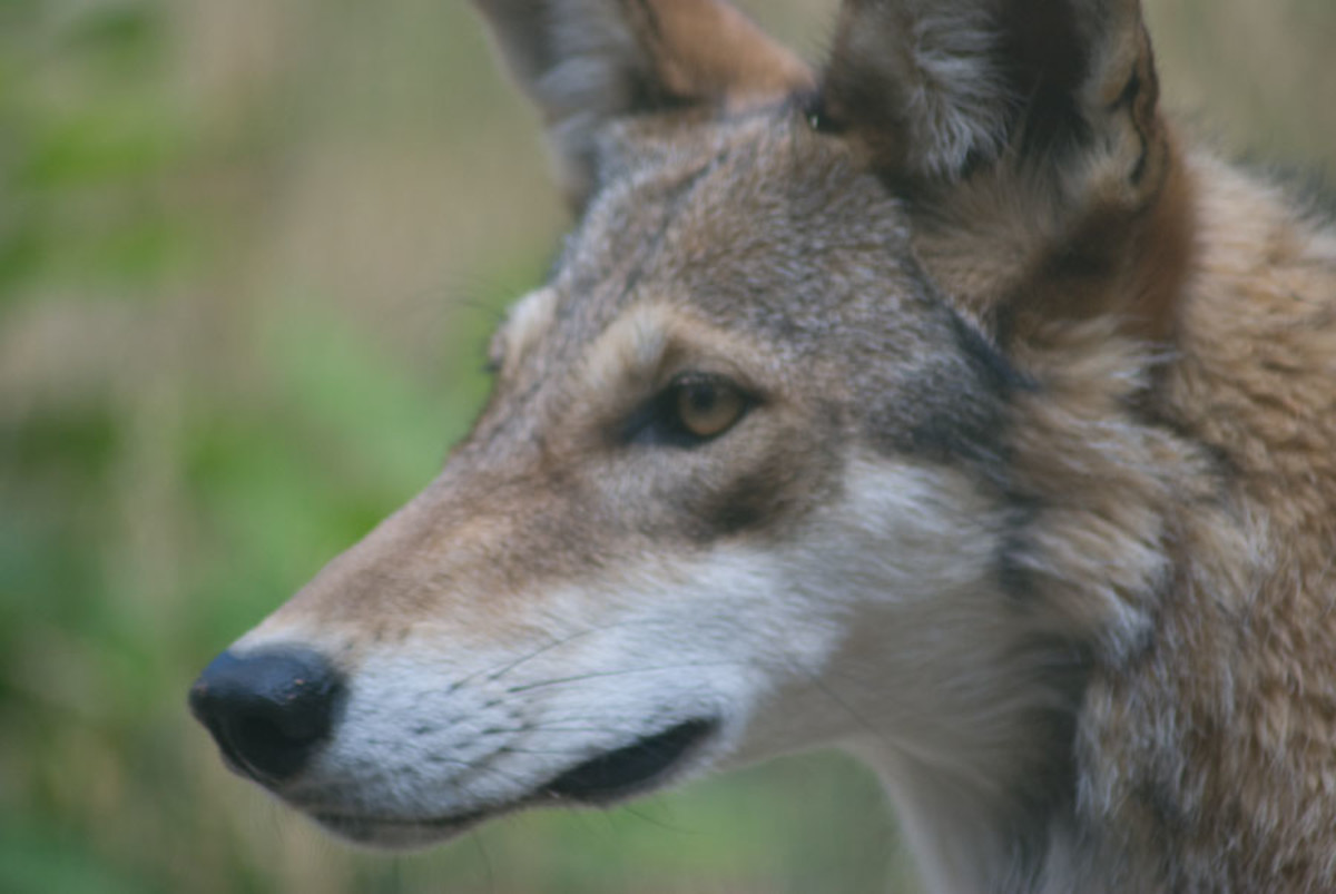 Моли ред вольф. Моли ред Вульф. Moly Red Wolf актриса.