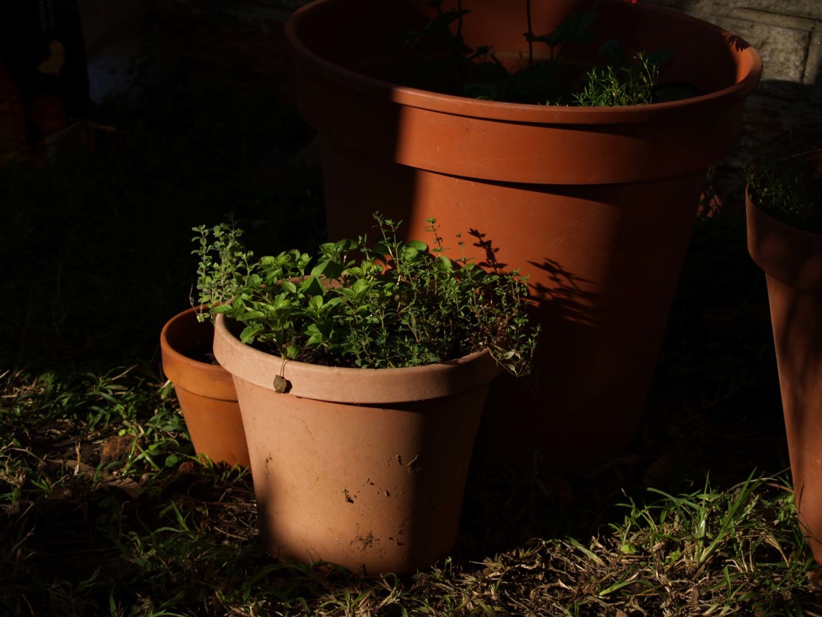 Keep Your Outdoor Plants Healthy this Winter