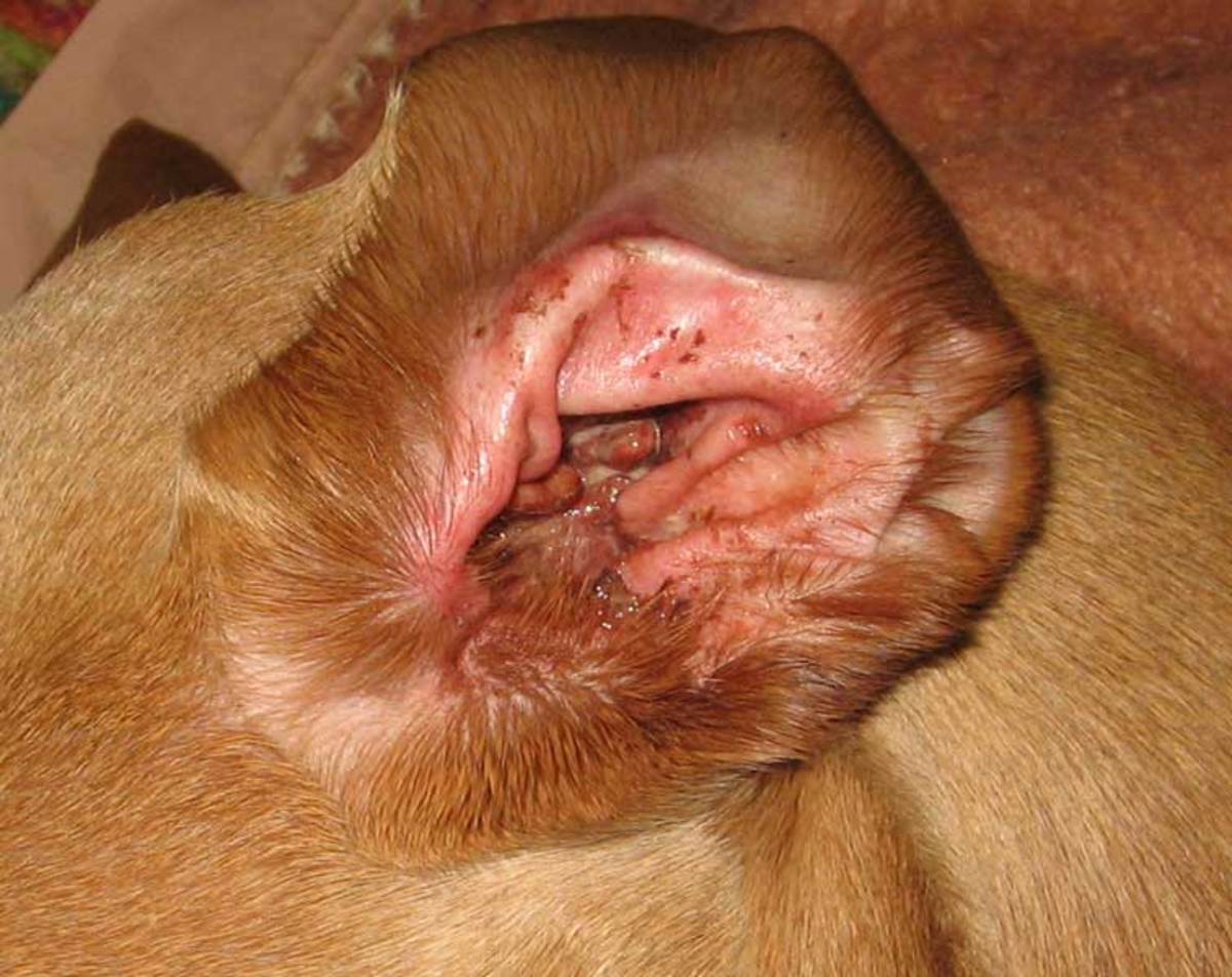 Inside of a dog's ear