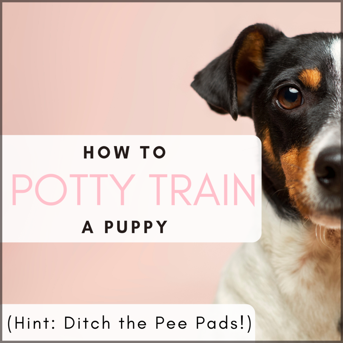 Say No-No to Wee-Wee Pads (How to Potty Train Your Puppy the Right Way)