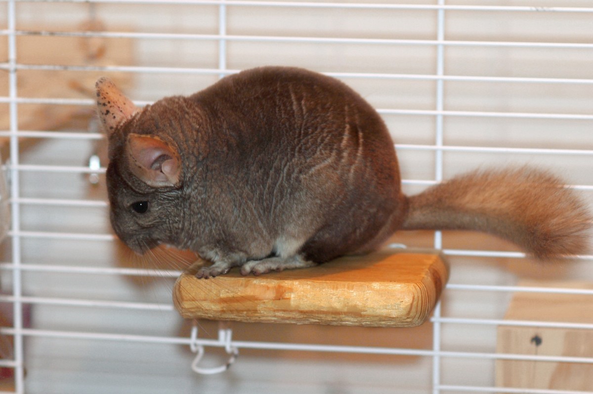 How To Make Your Own Chinchilla Ledges Pethelpful