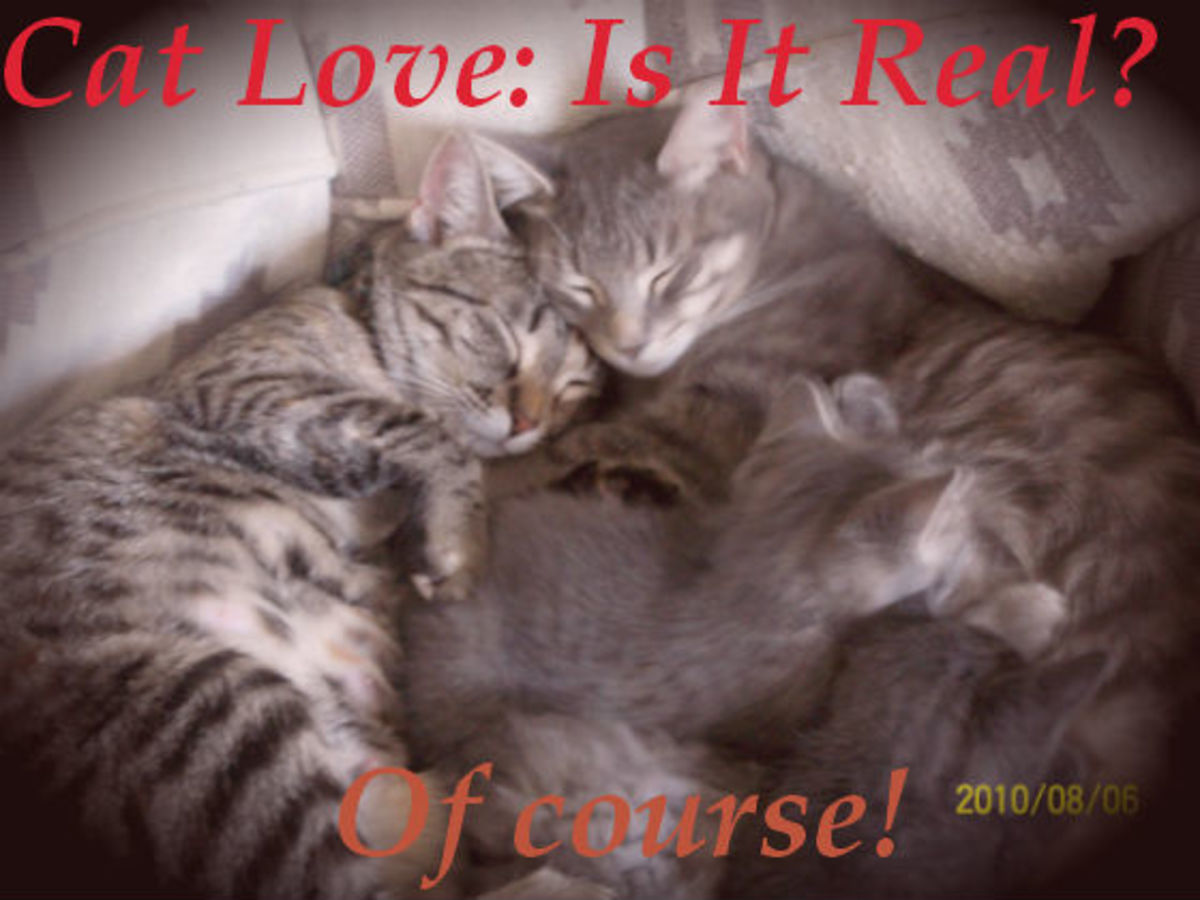 Do Cats Feel Love Pethelpful