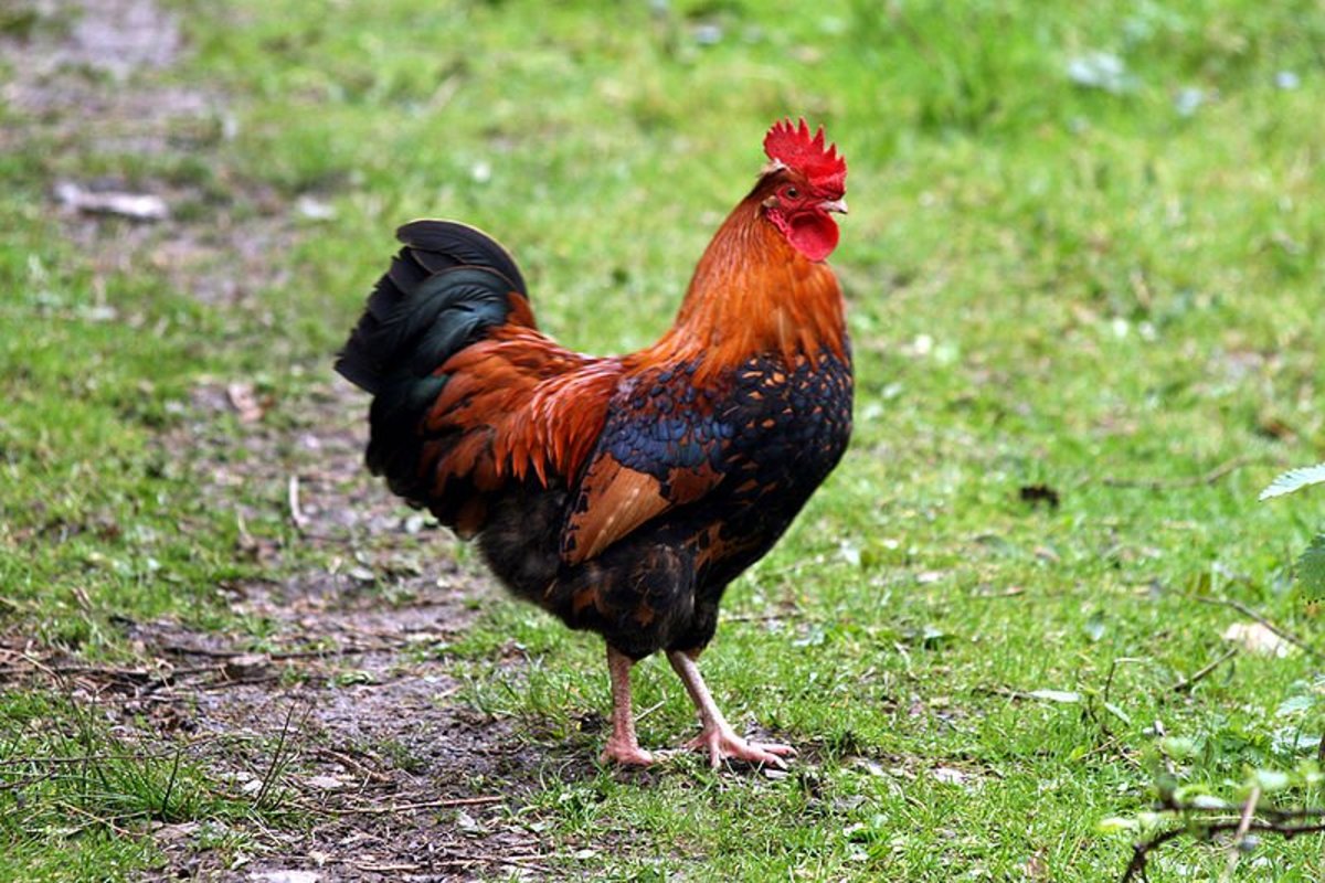 Can A Rooster Be Neutered What Is A Capon Is Castration Inhumane 